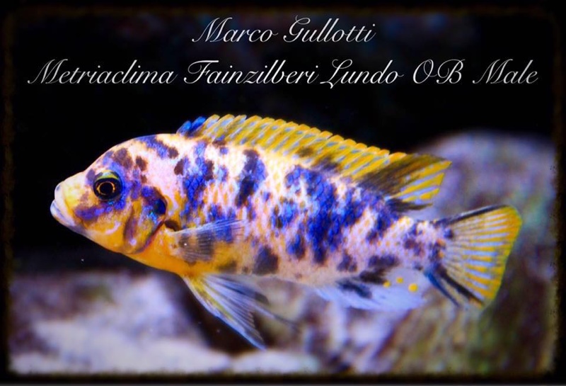 Maylandia fainzilberi 'Lundo Island'